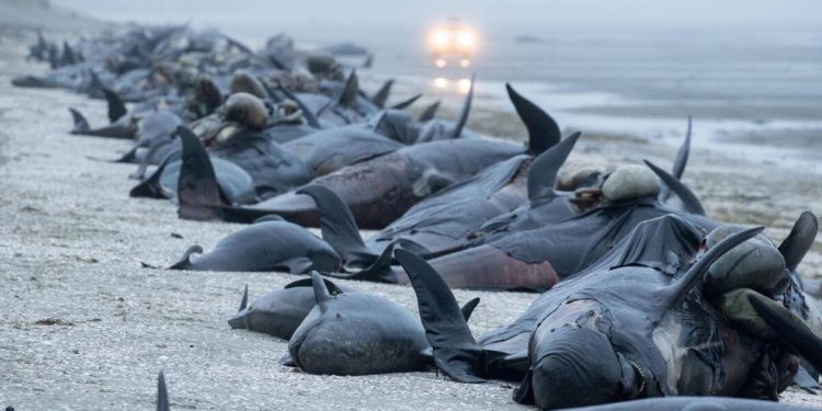 Strage di balene