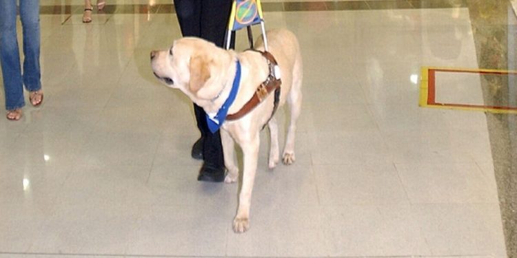 Cane guida in Chiesa