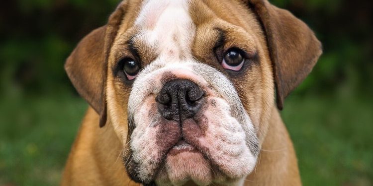 Naso bulldog, variante genetica porta a malattia rara umana