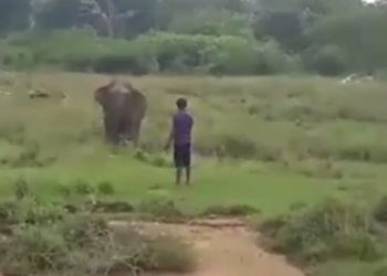 Cerca di ipnotizzare elefante: morto addestratore