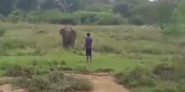 Cerca di ipnotizzare elefante: morto addestratore