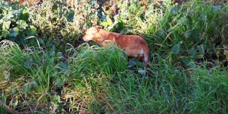 Cagnolina vegliata per dal fido amico