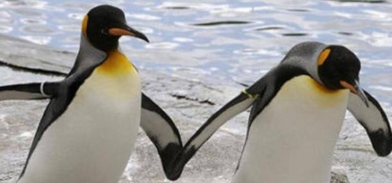 pinguini innamorati