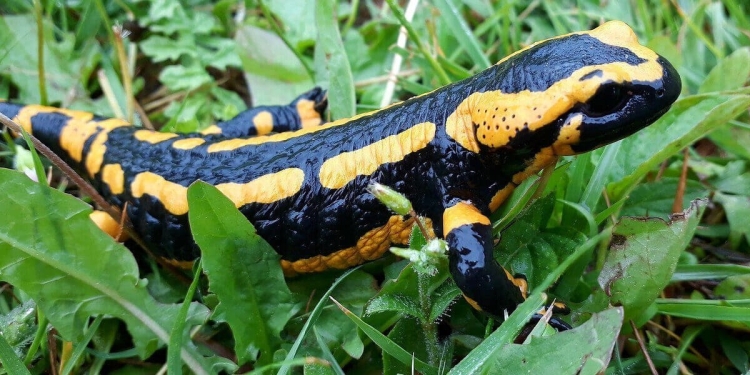 Sequenziato Dna Salamandra