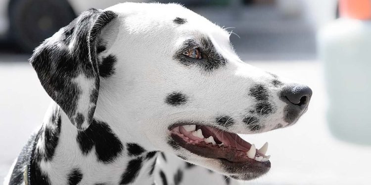 Pestata a sangue in biblioteca: "colpa" del cane