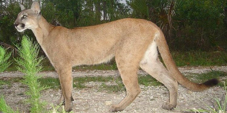 uomo strangola puma