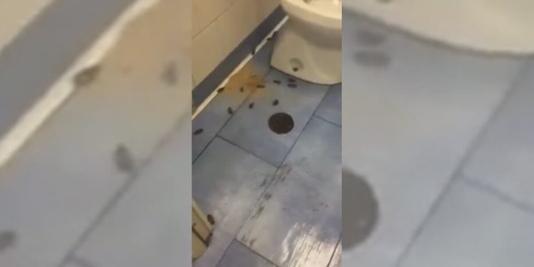 Il video delle blatte all'ospedale di Napoli