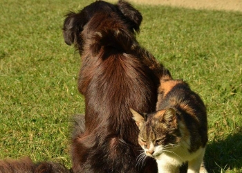 cane e gatto