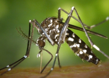 zanzara virus Dengue che fa scoppiare il cervello