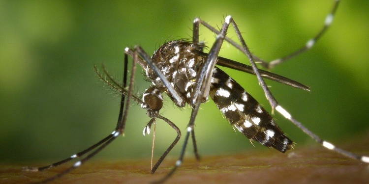 zanzara virus Dengue che fa scoppiare il cervello