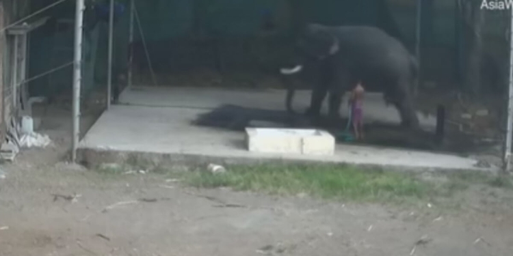 Elefante schiaccia istruttore, video choc