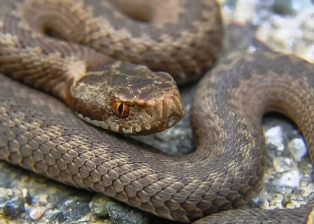 Vipera