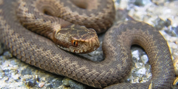 Vipera