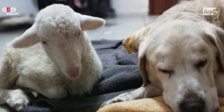 L'agnello che pensa di essere un cane