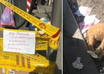 Gatto morto a Roma e recintato come una buca (foto da Twitter)