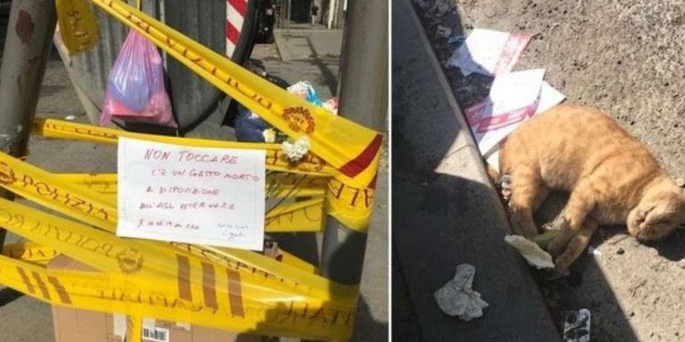 Gatto morto a Roma e recintato come una buca (foto da Twitter)