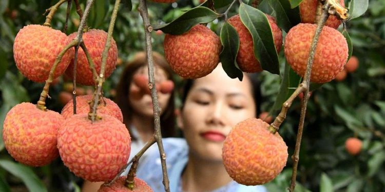 (170607) -- LINSHAN, June 7, 2017 (Xinhua) -- Tourists pick litchi in Linshan County, south China's Guangxi Zhuang Autonomous Region, June 7, 2017. Farmers here started to harvest litchi recently. (Xinhua/Zhang Ailin) (wyo)