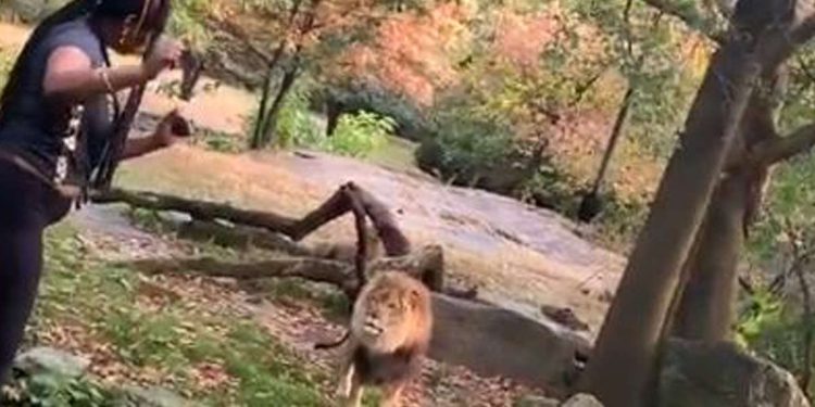 Donna entra e balla nella gabbia del leone (Video Instagram)