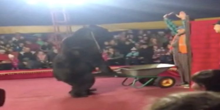 Un orso bruno attacca il suo domatore al circo, in Russia. [Foto: DailyMail]