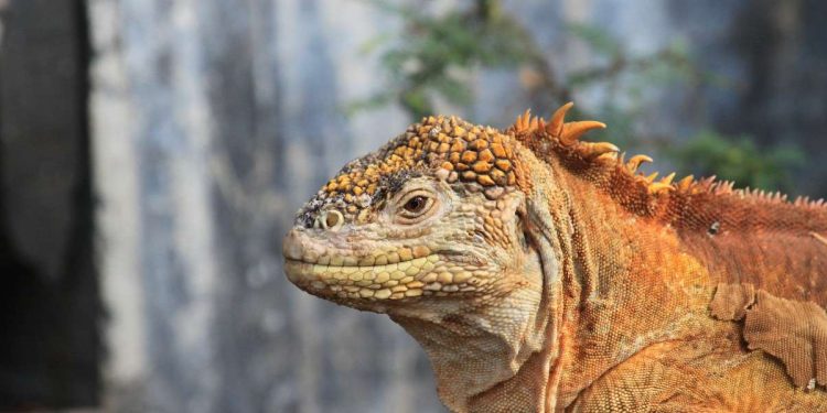 Una iguana delle Isole Galapagos (Pixabay)