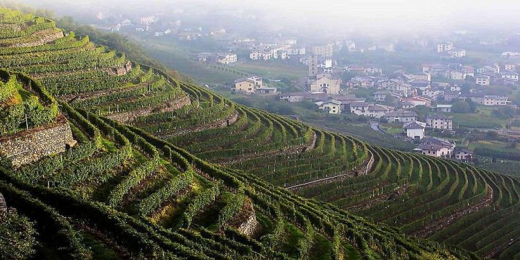 Vigneti in Valtellina