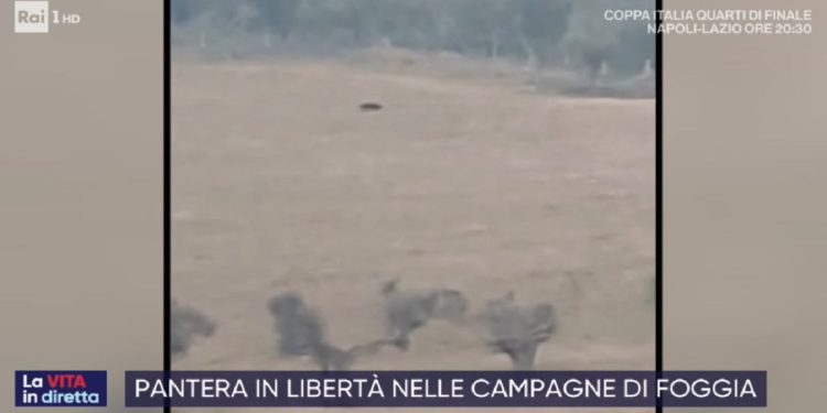 Pantera nera a San Severo foggia