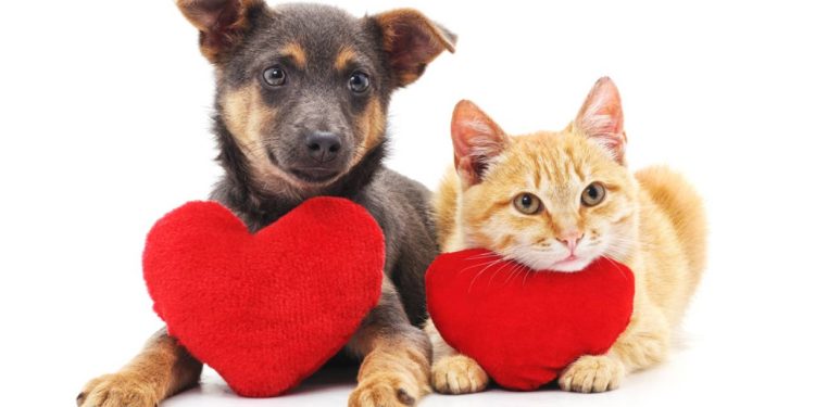 San Valentino, cane e gatto