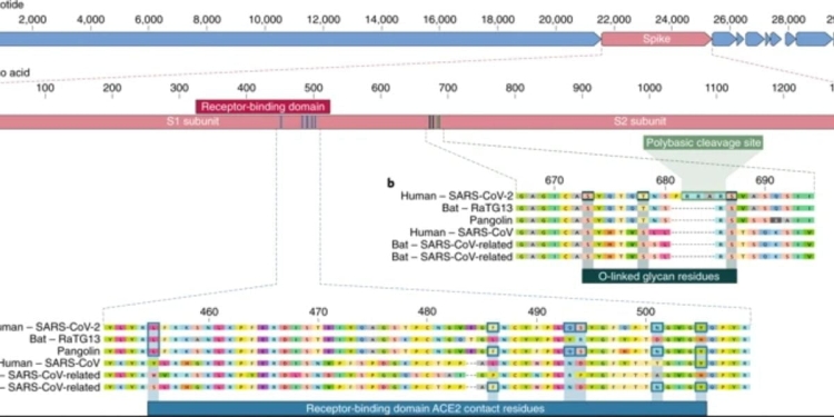 Coronavirus, caratteristiche della proteina spike (Nature Medicine)