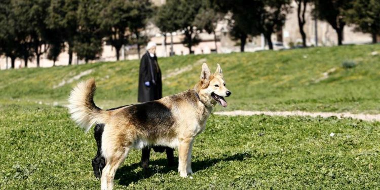 passeggiata con il cane