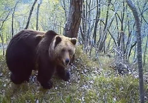 Orso Trentino