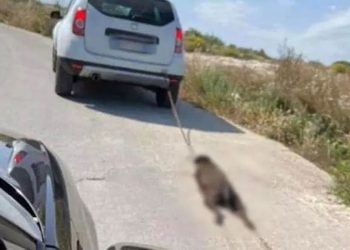 Cane legato e trascinato da un'auto: orrore nel Siracusano