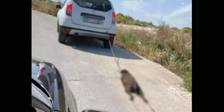 Cane legato e trascinato da un'auto: orrore nel Siracusano