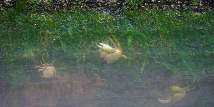 Le acque del canale di Venezia nelle settimane del Coronavirus (Foto LaPresse)