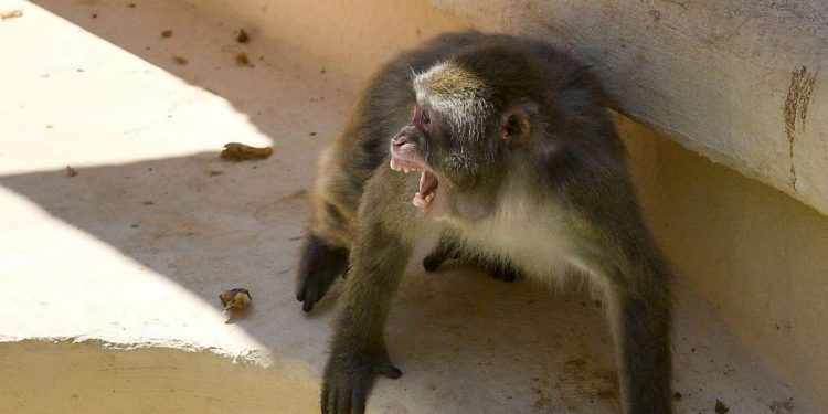 Il vaccino di Oxford per il Coronavirus è allo studio sui macachi (Foto LaPresse)