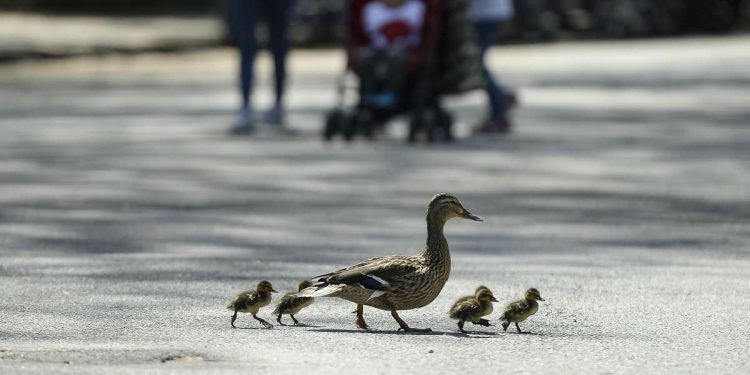 Usa, salmonella diffusa dal pollame: baciare o coccolare i pulcini è pericoloso (Foto LaPresse)