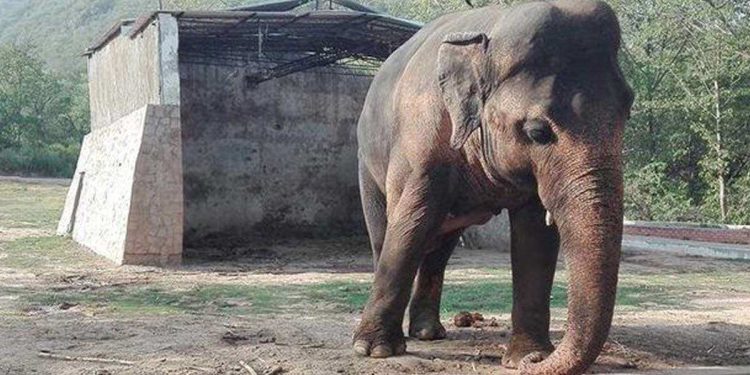 Elefante Kaavan (Foto Twitter)