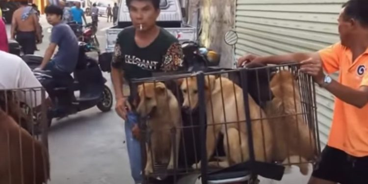 Festival della carne di cane a Yulin, foto Youtube