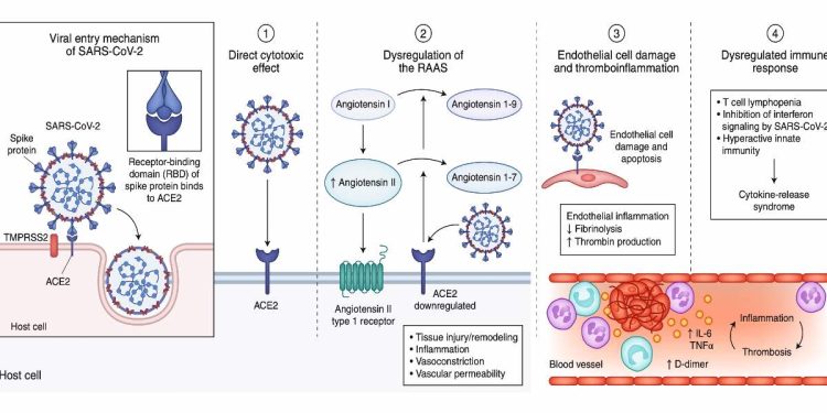 Coronavirus, come Sars-CoV-2 entra nelle cellule (Foto: studio Nature)