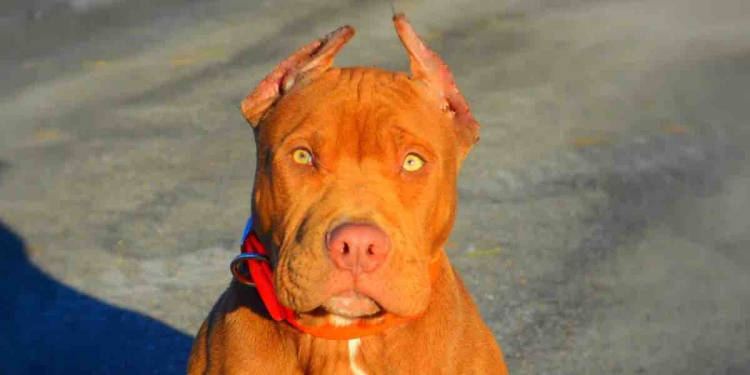 pitbull bimba sbranata