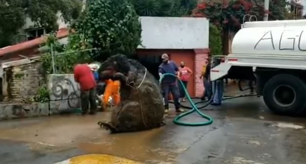 Ratto gigante a Città del Messico (Youtube)