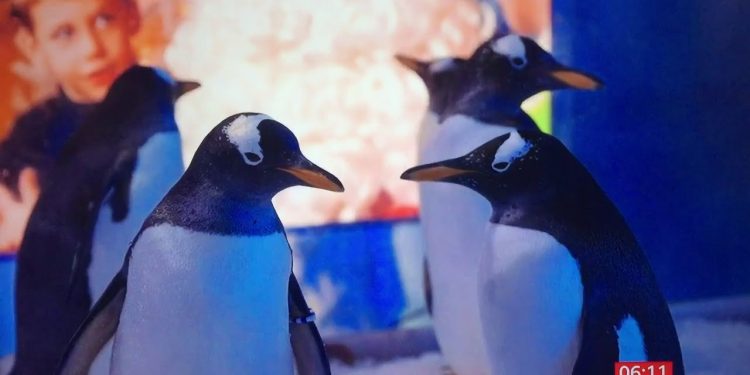 Pinguini all'acquario di Londra (BBC)