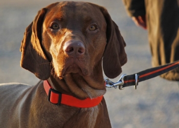 animali domestici divorzio