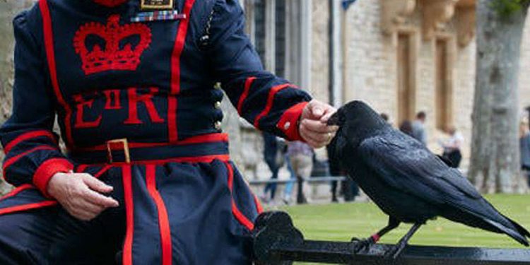 I corvi della Torre di Londra: ecco la leggenda a loro legata...