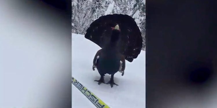 Gallo cedrone a Passo di Lavazè