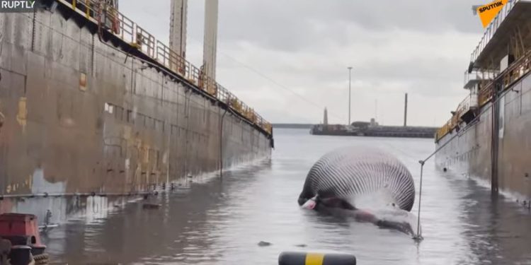 Balena spiaggiata a Sorrento (Youtube Sputnik)