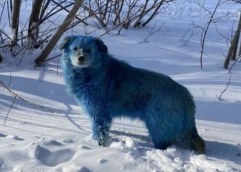 Cani blu in Russia (foto: Vkontakte)