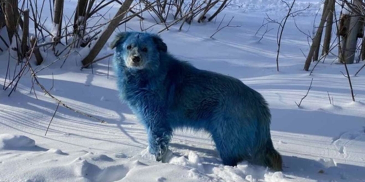 Cani blu in Russia (foto: Vkontakte)