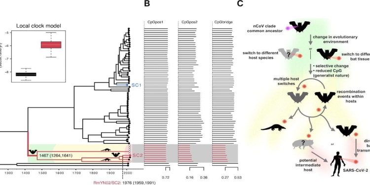 Sars-CoV-2, tappe evolutive coronavirus (Foto: Plos)