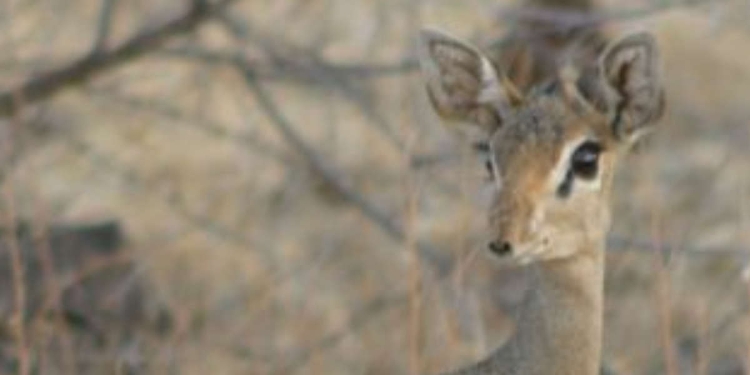 Dik Dik