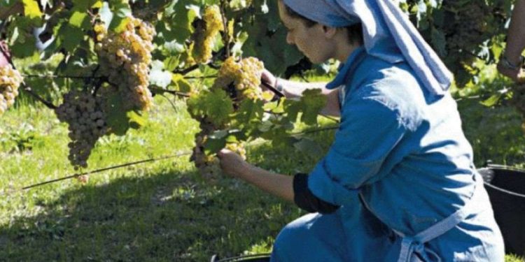 Una suora di Vitorchiano al lavoro nel vigneto del monastero